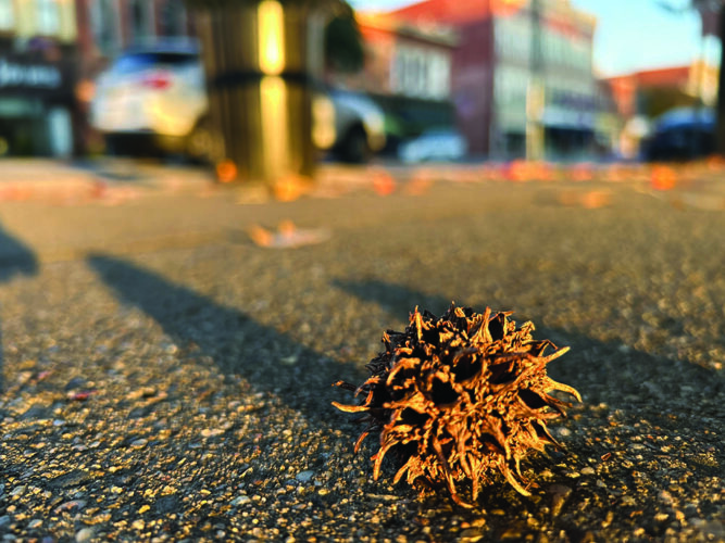 The Way I See It: Sweetgums: The tree that makes a point